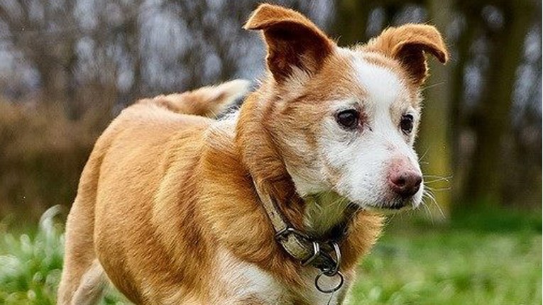 FOTO Ovaj pas je čitav život proveo u skloništu Noine Arke i vrijeme mu je da osjeti ljubav i obitelj